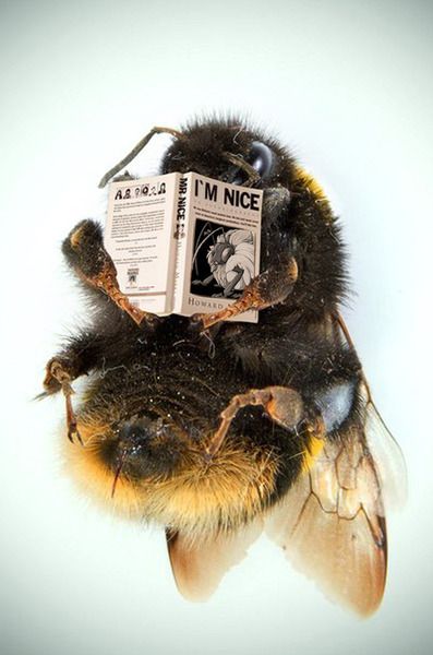 Main Bee Collection